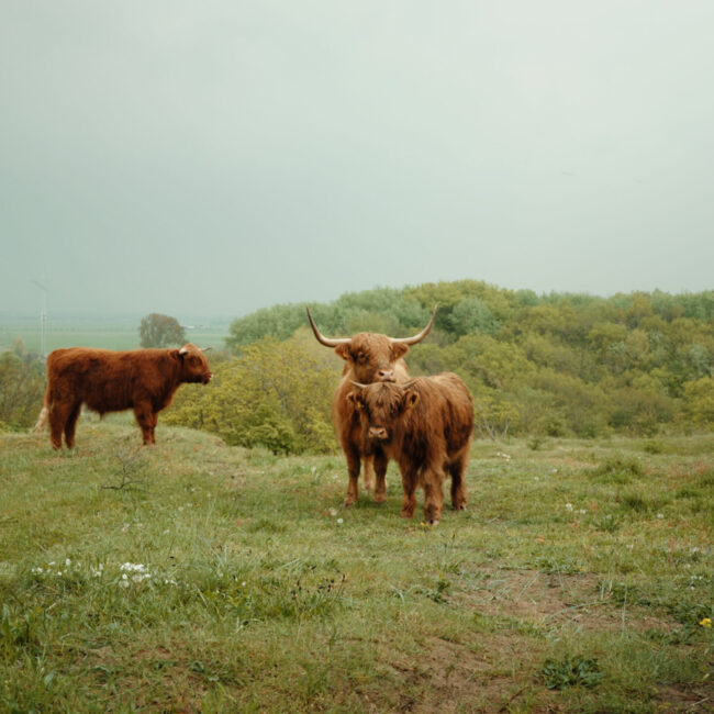 Castricum_6-scaled